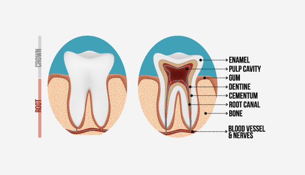 Anatomy of tooth for root canal Virginia Family Dentistry